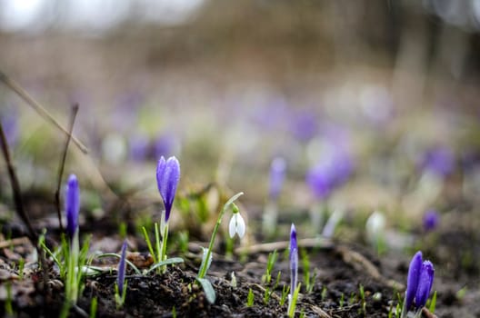 Crocus and snowdrop spring flowers with blurry background.