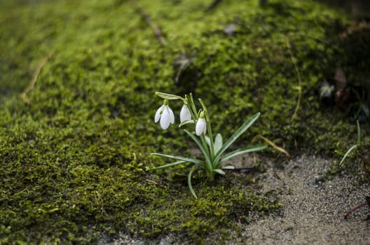 Snowdrop flowers surrounded with moss and sand.