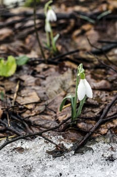 Snowdrop flowers with morning mist droplets near snow.