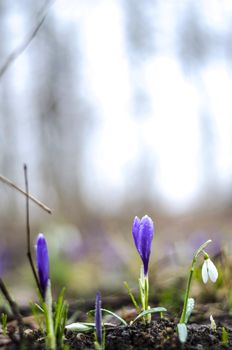 Crocus and snowdrop spring flowers with blurry background.