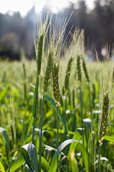 Green wheat field with blue sky .