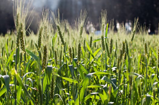 Green wheat field with blue sky .