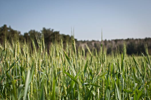 Green wheat field with blue sky .