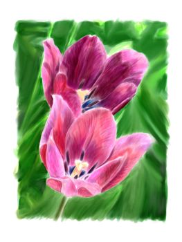 Two blooming tulips in green grass