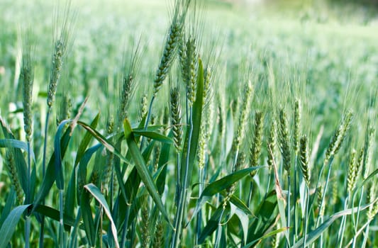 Green wheat field with blue sky .