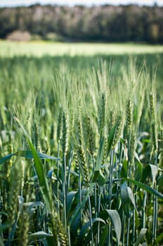 Green wheat field with blue sky .