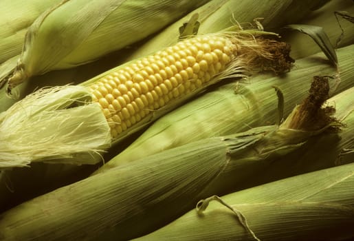 Several ears of yellow sweet corn with one shucked