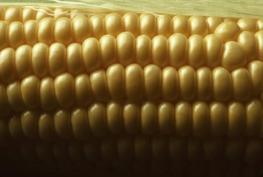 Close-up of Kernels of Yellow Sweet Corn