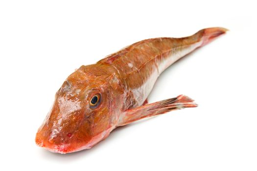 Redfish isolated on white background