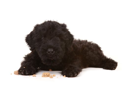 Black Russian Terrier Puppy on White Background