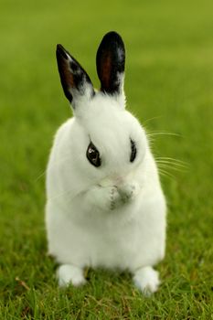 Adorable White Bunny Rabbit Outdoors in Grass