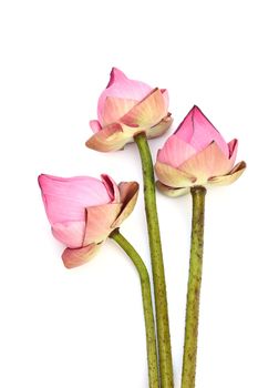 Pink lotus isolated on white background