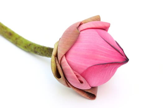 Close up pink lotus on white background