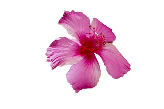 Pink HIbiscus Flower on White BAckground