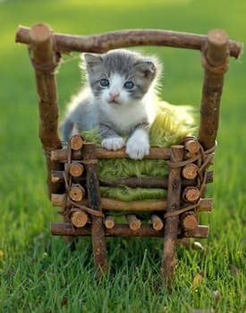 Adorable Baby Kitten Outdoors in Grass