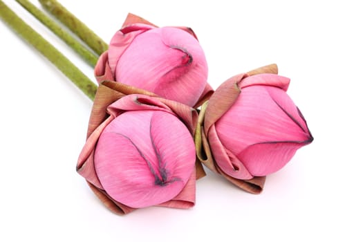 Close up group of pink lotus on white background