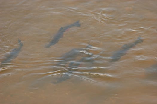 Swarm of European chub (Squalius cephalus) in a river
