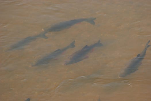 Swarm of European chub (Squalius cephalus) in a river