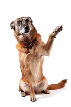 old purebred belgian sheepdog malinois sitting in front of white background