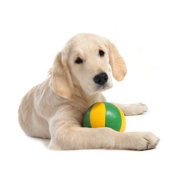 purebred puppy golden retriever in front of a white background