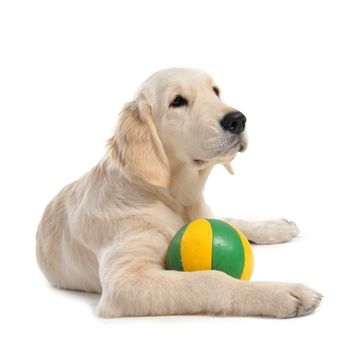 purebred puppy golden retriever in front of a white background