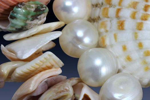 necklaces from pearls and sinks of mollusks on a blue background, macro