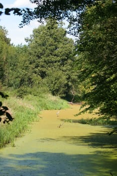 Pond in a floodplain