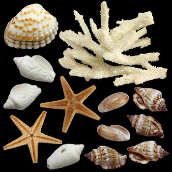 On a black background the starfish, the 
top view and from below, sinks of 
mollusks  in various types and a branch 
of a white coral are isolated
