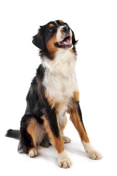 purebred australian shepherd  in front of white background