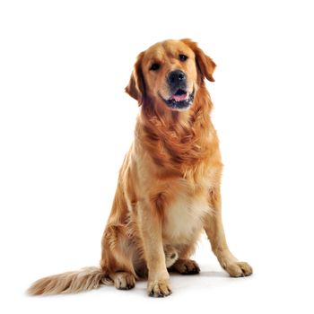 purebred golden retriever sitting in front of a white background