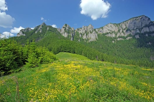 Alpine meadow with a stone wall behind, summer view
