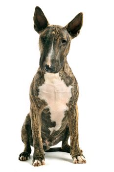 portrait of a purebred brown bull terrier in front of white background