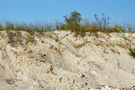 Wild sandy beach covered with grass and bushes