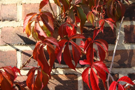 Virginia creeper (Parthenocissus quinquefolia) in autumn with colored leaves