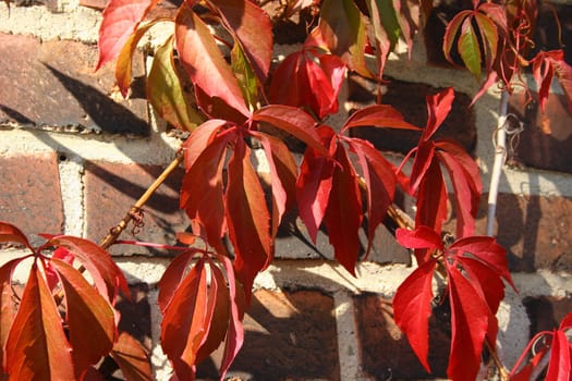 Virginia creeper (Parthenocissus quinquefolia) in autumn with colored leaves