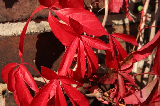 Virginia creeper (Parthenocissus quinquefolia) in autumn with colored leaves