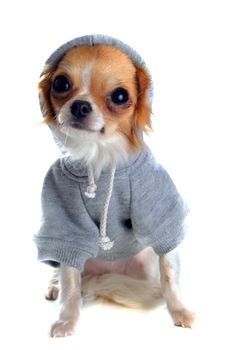 group of chihuahua dressed in front of white background