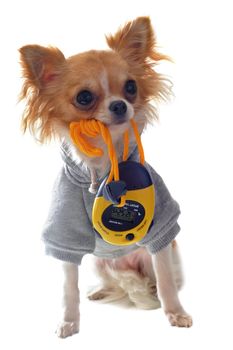 chihuahua dressed in front of white background