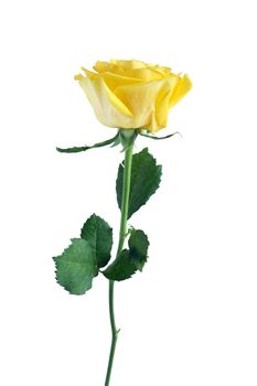 Beautiful yellow rose with long stem isolated on white background. Clipping path is included 