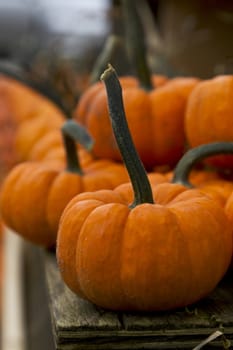 Small pumpkins sit on woolden planks, both rustic with natural dirt, in image shot with shallow depth of field