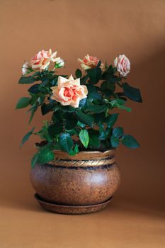 Beautiful rose bush  in ceramic flowerpot on brown background