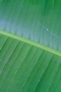 Detail of banana leaf close up for texture