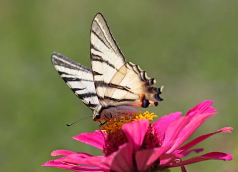 Scarce Swallowtail butterfly sitting on flower