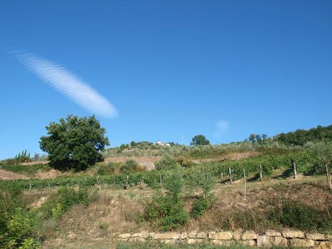 Vineyards and olive fields in Chianti, Tuscany