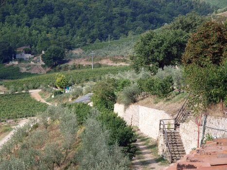 Vineyards and olive fields in Chianti, Tuscany