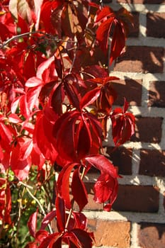 Virginia creeper (Parthenocissus quinquefolia) in autumn with colored leaves