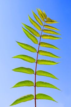 Pinnately compound leaves of Staghorn sumac tree on the background of a blue sky. Latin name: Rhus typhina