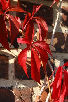 Virginia creeper (Parthenocissus quinquefolia) in autumn with colored leaves