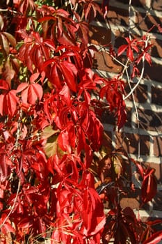 Virginia creeper (Parthenocissus quinquefolia) in autumn with colored leaves