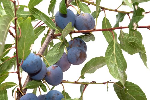 Branch of a sloe with berries it is isolated on a white background.